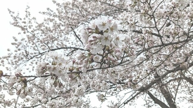 サクラの開花と満開予想が発表　平年より早いペースで進む　盛岡の開花予想は4月9日・満開予想は17日|TBS NEWS DIG