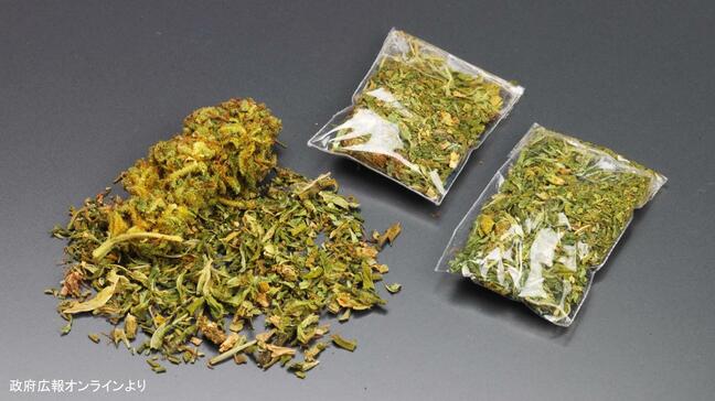 17歳少女を大麻所持容疑で現行犯逮捕　自宅から乾燥大麻1g押収「自分で使うため…」【長崎】|TBS NEWS DIG