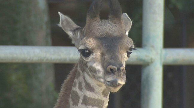 マサイキリンの赤ちゃん誕生！お母さんとべったり仲良し、真似して枝を食べようと･･･名前は「夏」が付く5候補から投票受付中　熊本市動植物園|TBS NEWS DIG