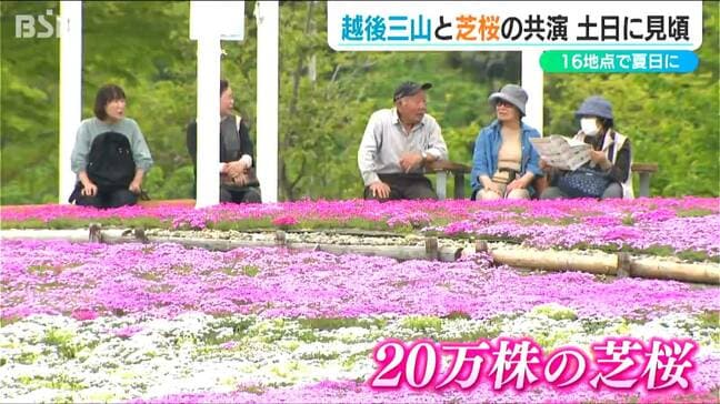 越後三山の残雪と可憐な芝桜の共演まもなく見頃に　『根小屋 花と緑と雪の里』　新潟・魚沼市|TBS NEWS DIG