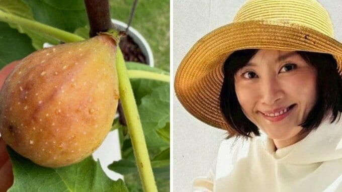 5年目でついに【 山口もえ 】田中家の悲願「達成感は半端ない」秋の味覚を収穫 「ジャムにしたら良かったかも」|TBS NEWS DIG
