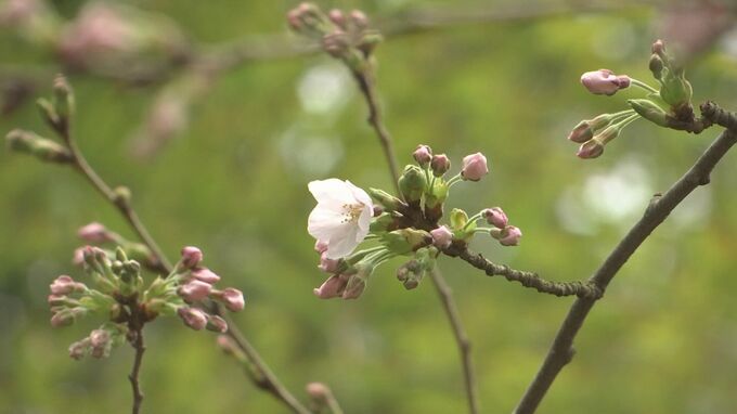 春まつりに花を添える…松江でサクラ開花　鳥取はまだ０輪…あと2、3日か　|　BSSニュース | BSS山陰放送