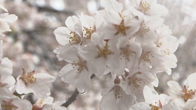 「素敵な桜でずっと長く続けばと思う」“日本三大桜”　樹齢2000年の山高神代桜が満開　山梨・北杜市　|　山梨のニュース | ＵＴＹテレビ山梨
