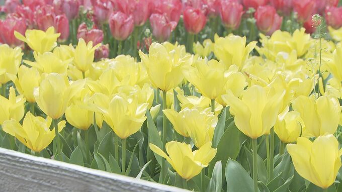 1万5000本のチューリップ見ごろ　山口・周南|TBS NEWS DIG