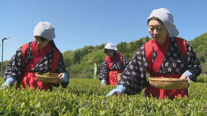 海外でも日本茶人気上昇中　早乙女姿の女性たちが八十八夜に初茶摘み　スイスから見学者も|TBS NEWS DIG