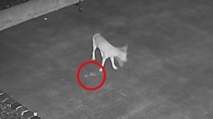 キツネが「モグラ」をくわえて現れ、玄関先にポトリと落として去って行った…今年7回目のキツネ出没、謎行動に住民困惑　専門家が立てた意外な仮説「日当たりの良い所に置いて干物にすることによって調理を…」|TBS NEWS DIG