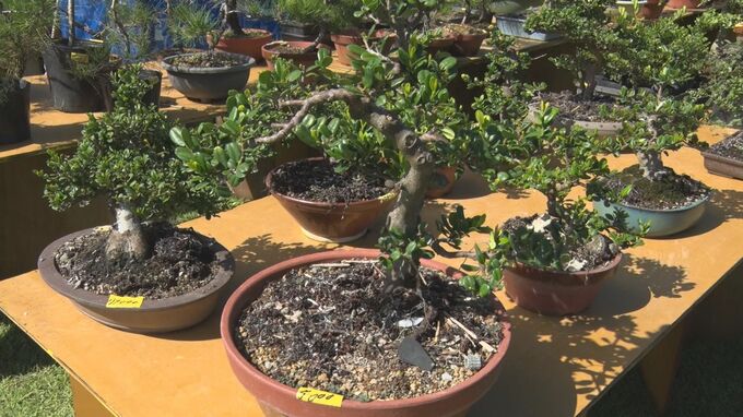 「秋の大植木市」沖縄市で27日まで|TBS NEWS DIG