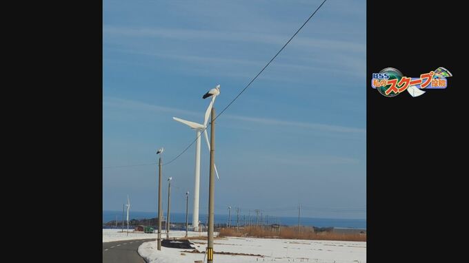 コウノトリが整然と・・・　個体数増加でこんな光景も身近に　鳥取県琴浦町　|　BSSニュース | BSS山陰放送