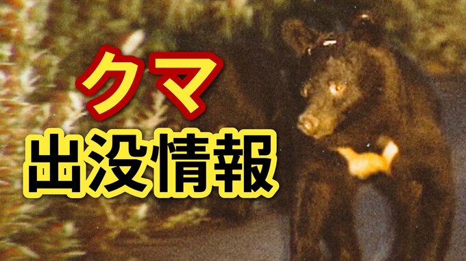 「1mぐらいのクマを目撃した」県道近くでクマの目撃情報　区内の別の場所では今月に入って複数の痕跡見つかる　広島・安佐南区|TBS NEWS DIG