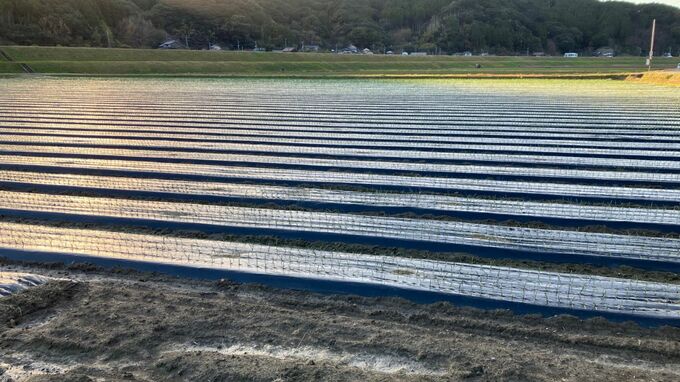 価格高騰のタマネギ　苗５万８０００本盗まれる　北海道の不作が背景か　全国３位の生産地佐賀県で「こんな事件は初めて」　|　福岡のニュース｜RKB NEWS｜RKB毎日放送