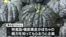 「旬の"備前黒皮かぼちゃ"を楽しんで」日本一のだがし売場で「黒かぼマルシェ」【岡山・瀬戸内市】　|　岡山・香川のニュース | 天気 | RSK山陽放送