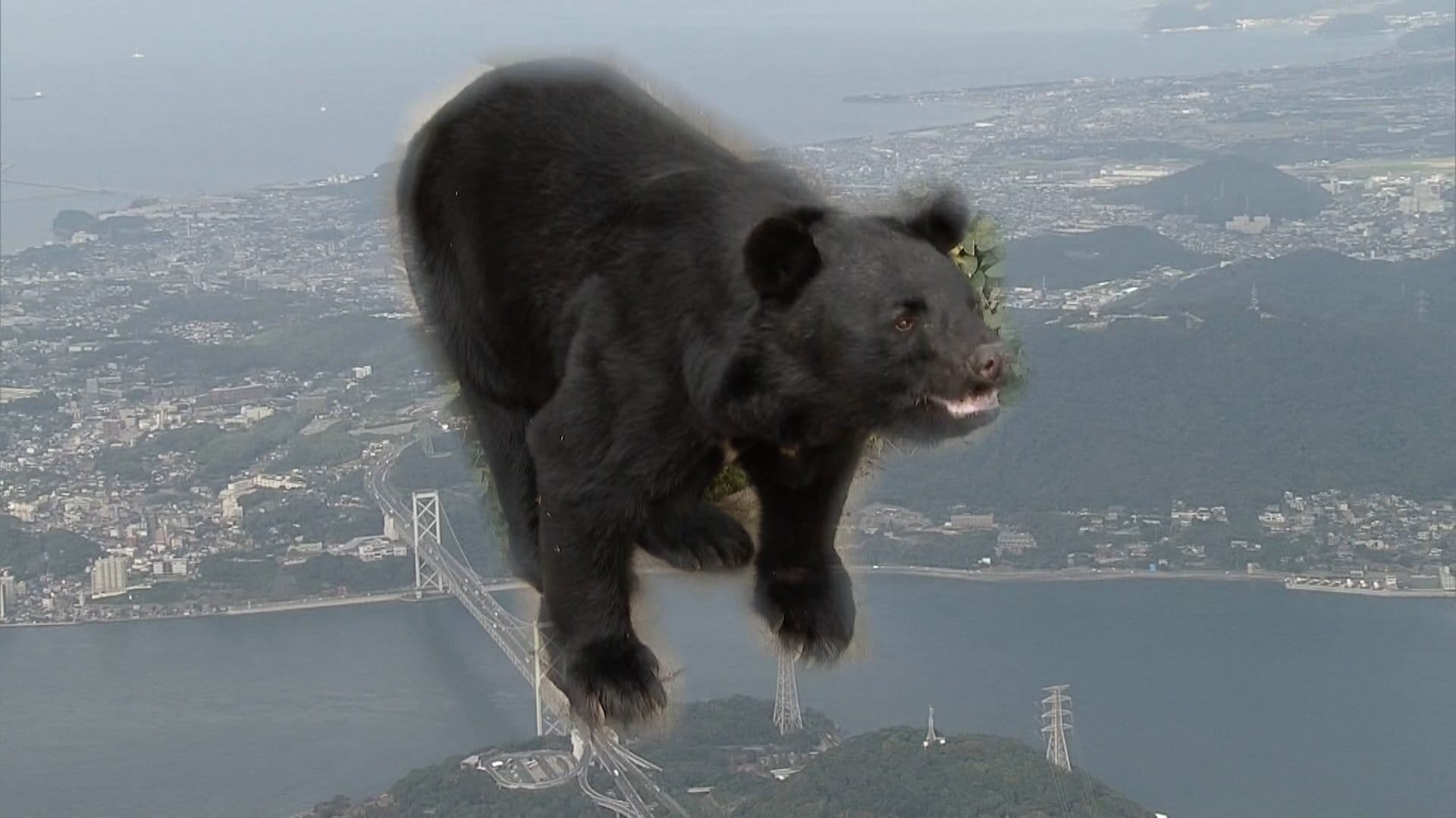 全国であいつぐクマ被害 九州で出没する可能性は？ クマは海峡を越える