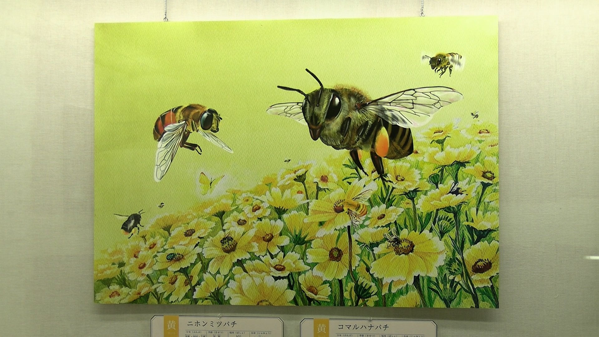 昆虫の絵本と標本を見比べ比較を楽しむ展示会 倉敷市立自然史博物館