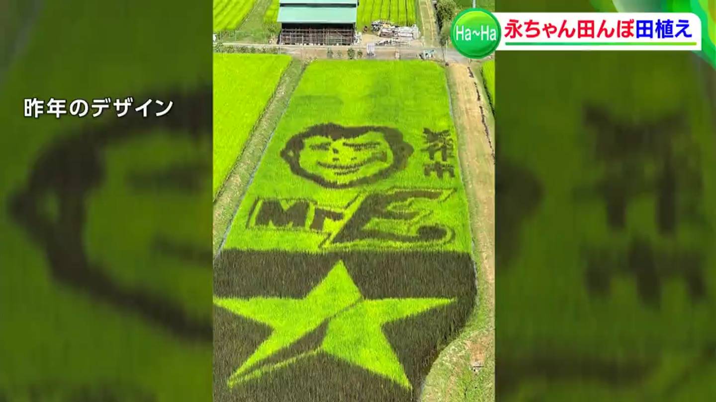 カリスマ矢沢永吉さんを“稲穂”でヨロシク！ 「永ちゃん田んぼ」の