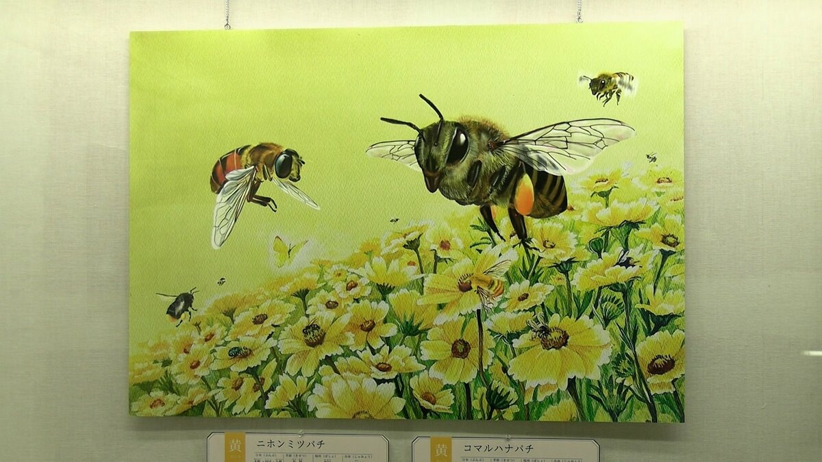 昆虫の絵本と標本を見比べ比較を楽しむ展示会 倉敷市立自然史博物館