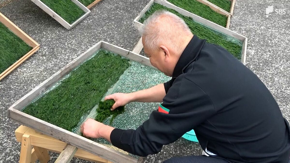 香りの良さを楽しんで」冬の味覚・川のり収穫最盛期 1.5メートルまで