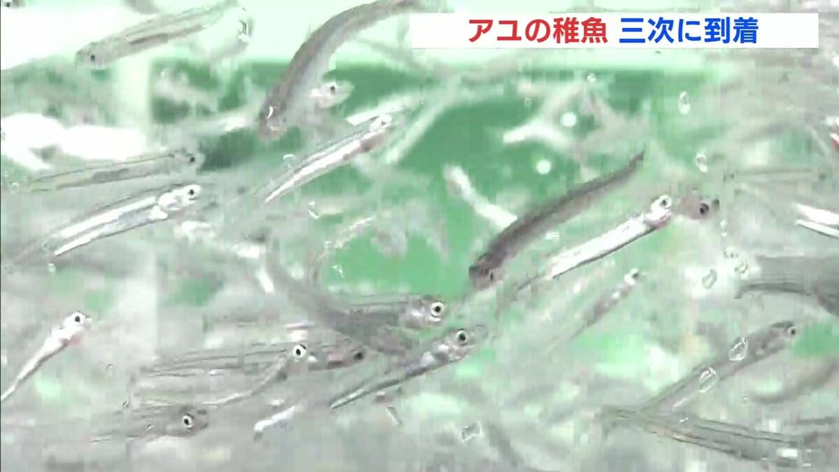春に放流するアユの稚魚 育成場に到着 広島・三次市 | TBS NEWS DIG