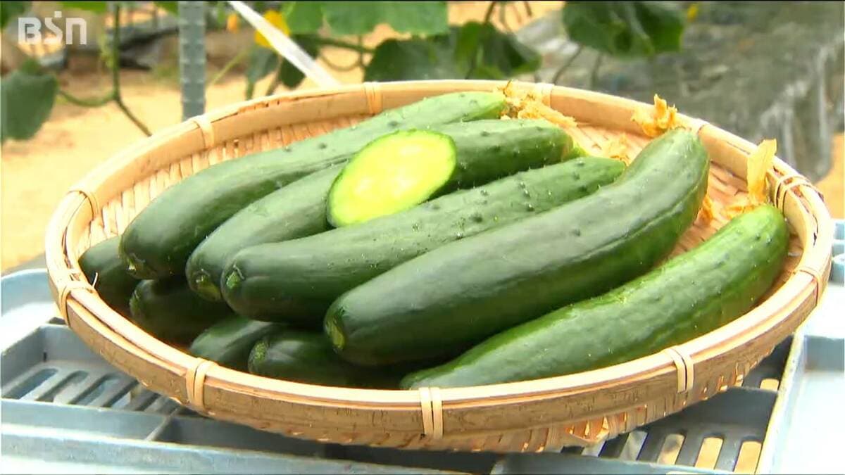サムネイル_“イラン情勢”とキュウリとの相関関係　春の味『もとまちきゅうり』の出荷進むも原油高に不安「収穫量に影響するんじゃないか」新潟県燕市吉田
