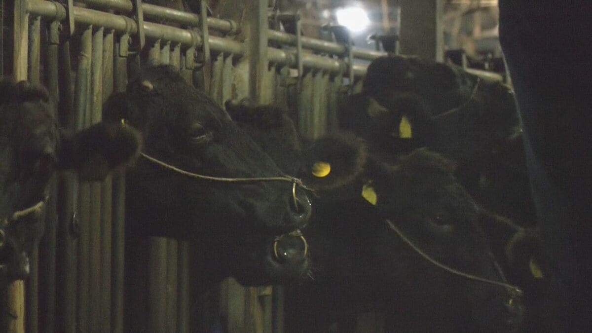 「トラックから降ろそうとして…」 繁殖用のメス牛が畜産場から逃げ出す 1キロほど離れるが2時間半後に自ら戻る