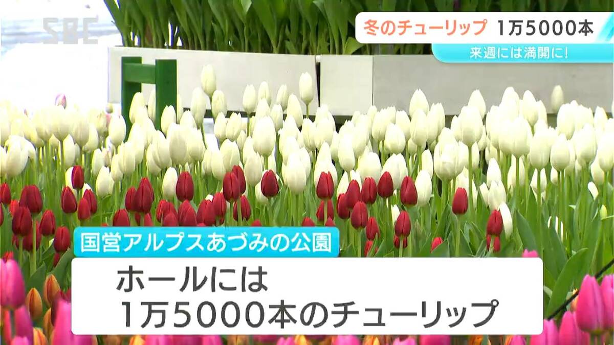 1万5000本の「アイスチューリップ」咲き始める 安曇野市の国営アルプス