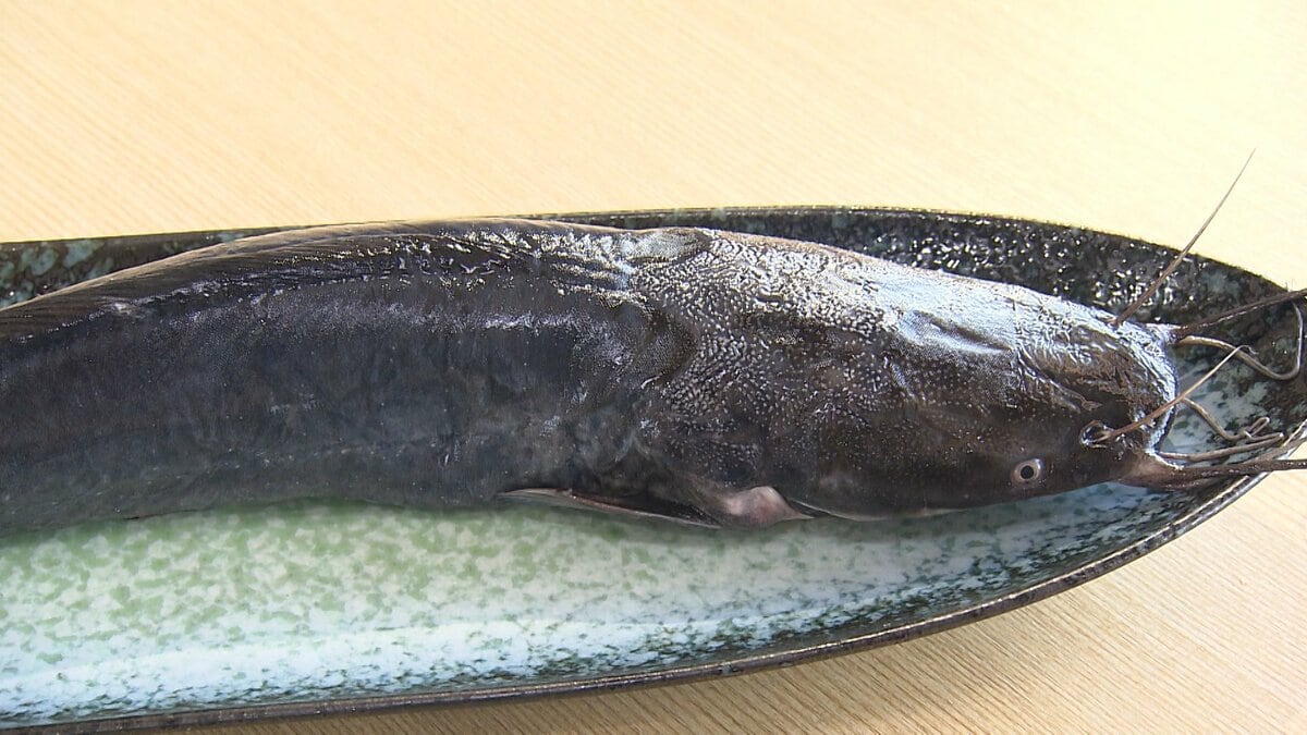 養殖ナマズ「桃太郎フィッシュ」試食会　クセがなく“刺身”から“しゃぶしゃぶ”までどんな料理にも　岡山の新たなブランドに