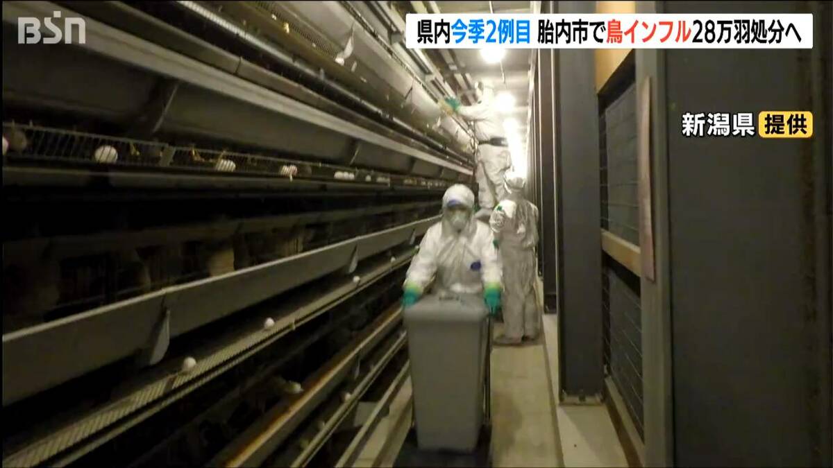 サムネイル_高病原性鳥インフルエンザ発生で約28万羽のニワトリを処分へ 新潟県内で今季2例目 新潟・胎内市