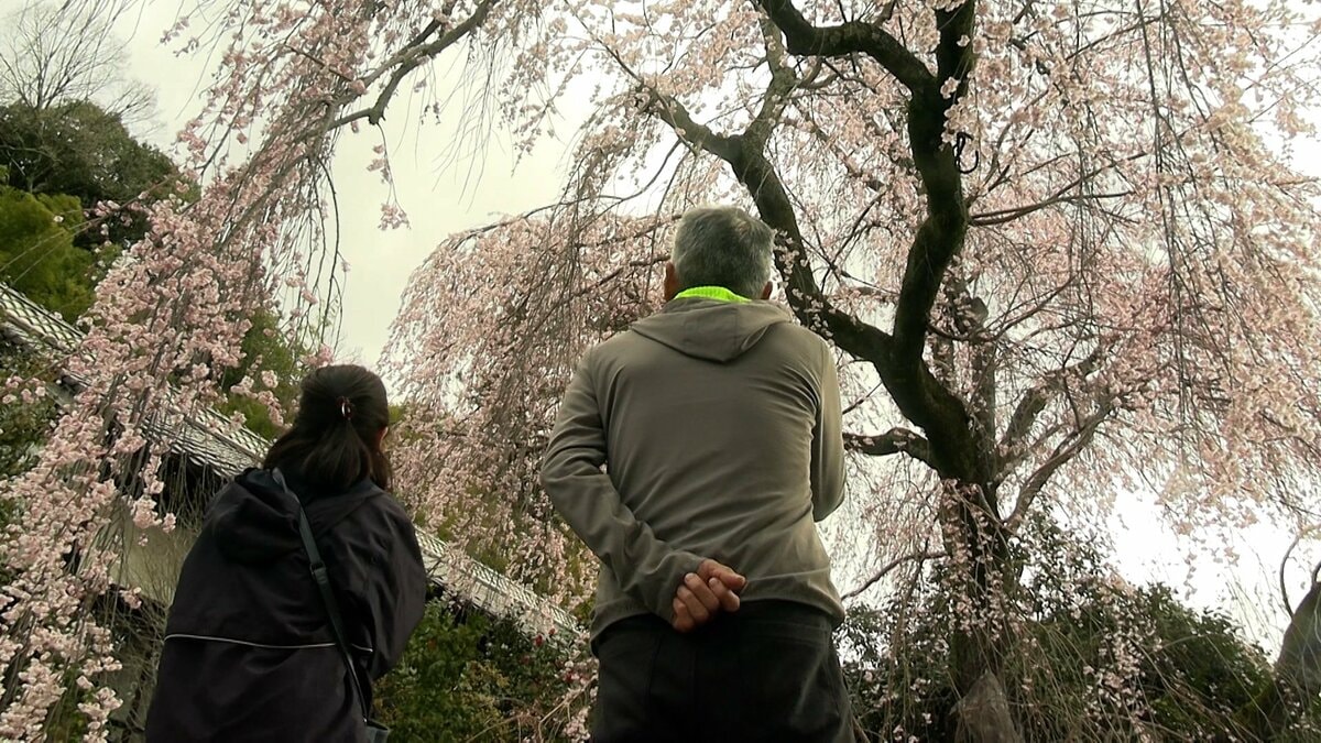 津山市の千光寺でシダレザクラが見頃　高さ15メートル 樹齢は150年以上 ライトアップも【岡山】