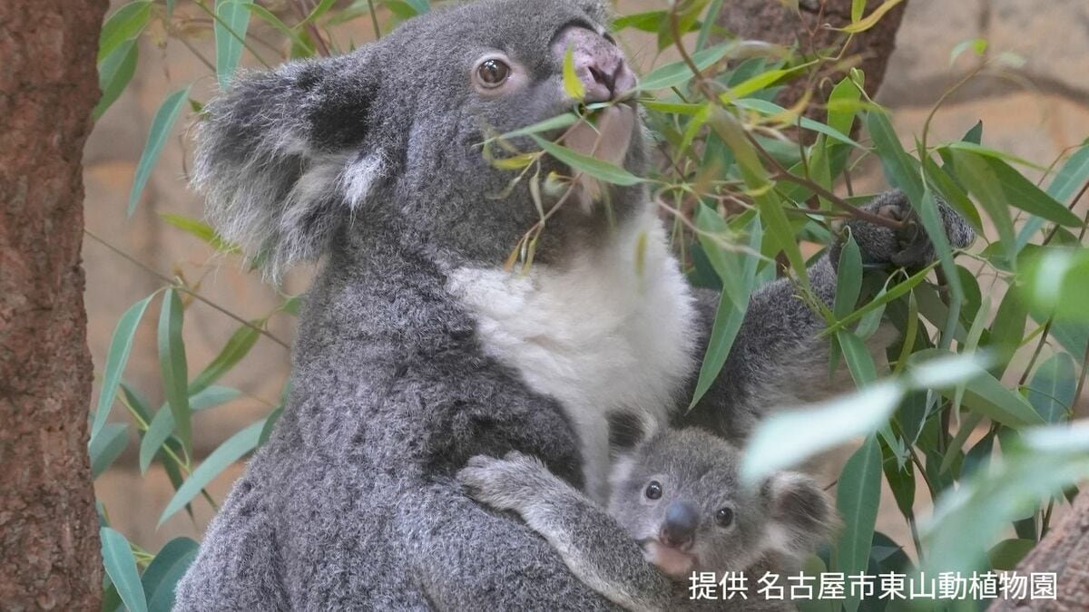 1月に生まれた赤ちゃんコアラの命名式も…4つの候補名から投票