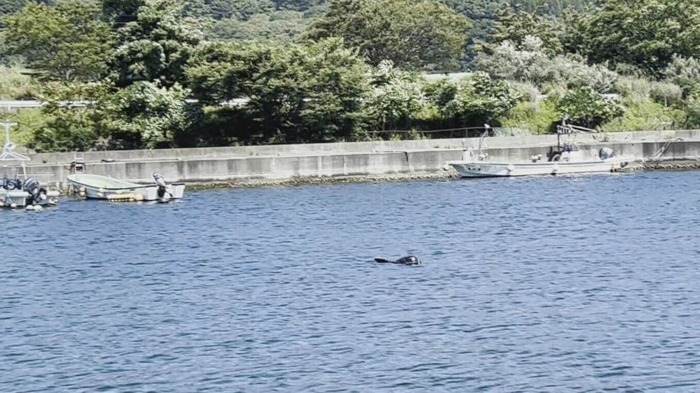 漁港に小型のクジラのような姿 情報を聞いた記者が現地に行くと・・・ これは何クジラですか? 岩手・釜石市 | TBS NEWS DIG (1ページ)