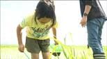 「カエルなどいろいろ獲れてうれしかった」 環境保全米の田んぼで親子らが生き物採取 登米市|TBS NEWS DIG