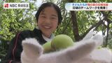 「採る時の"プチっ"が快感で楽しかった」小学校で"梅の実の収穫体験"【長崎】 | 長崎のニュース | 天気 | NBC長崎放送