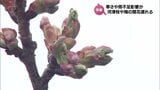 厳しい寒さや少雨の影響か? 宮崎県内では河津桜や梅の開花時期が例年より遅れる | MRTニュース | MRT宮崎放送