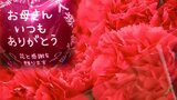 『母の日』の贈り物の定番・カーネーションにも「円安」や「物価高騰」の影響が… 変化する価格とトレンド プレゼントにかける平均予算は2023年から2000円以上増加で“過去最高”に? | 青森のニュース│ATV NEWS│青森テレビ