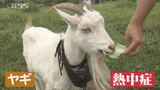 大学「ヤギ部」のヤギ”メイちゃん”熱中症になる　創部22年で初　動物も危険！夏の暑さ|TBS NEWS DIG