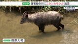 「早く山へ帰りたいだろうに…」ニホンカモシカが住宅地の川に迷い込む コンクリ壁に阻まれウロウロ=静岡・牧之原市|TBS NEWS DIG