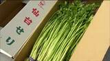 “仙台せり”400束を無料で配布　新たにGI登録を記念　宮城・名取市|TBS NEWS DIG