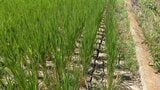 【熊本の現場から】「猛暑に少雨が被災地を直撃」　苦悩する農家　「今、水を入れないと苦労が水の泡に・・・」|TBS NEWS DIG