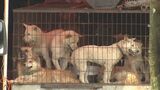 【速報】韓国国会で食用犬の飼育禁じる特別法案が可決|TBS NEWS DIG