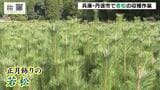 不老長寿の象徴「若松」の収穫作業が最盛期　正月の縁起物　兵庫・丹波市|TBS NEWS DIG