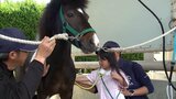 宮崎市のJRA宮崎育成牧場で馬を身近に感じてもらうイベント　|　MRTニュース ｜ ＭＲＴ宮崎放送