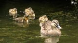 「かわいかったね」カルガモの親子 今年も公園の池に登場 愛くるしい姿で人気者に=静岡・城北公園 | 静岡のニュース | SBSNEWS | 静岡放送