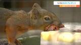 猛暑でぐでんとしたニホンリスに“氷のプレゼント”中身は好物クルミやリンゴ 仙台|TBS NEWS DIG
