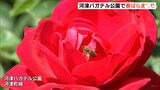 色鮮やかなバラ咲き誇る 河津バガテル公園で「春ばらまつり」(静岡県) | 静岡のニュース | SBSNEWS | 静岡放送
