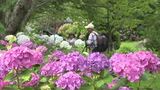 あと数日が見頃　梅雨空に明るい色どり添える300株のアジサイが競演　（長野・千曲市）|TBS NEWS DIG