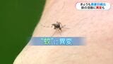 猛暑の影響で秋に蚊が活発化「適温25度~30度が一番活発」防ぐポイント | 鹿児島のニュース|MBC NEWS|南日本放送