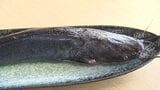 養殖ナマズ「桃太郎フィッシュ」試食会 クセがなく“刺身”から“しゃぶしゃぶ”までどんな料理にも 岡山の新たなブランドに | 岡山・香川のニュース | 天気 | RSK山陽放送