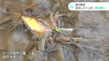 春に活動するトンボ「タベサナエ」羽化を始める 四万十市のトンボ自然公園(高知) | 高知のニュース・天気|KUTV NEWS | KUTVテレビ高知