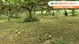 落下したナシは400キロ 全て廃棄処分 JR久大本線は10月上旬全線運転再開か 台風14号被害 | 大分のニュース|OBS NEWS|大分放送