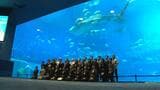 大水槽の前で新入職員を歓迎 美ら海水族館運営の沖縄美ら島財団|TBS NEWS DIG