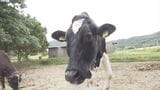 「牛も涙を流すんです」牛が穏やかな余生を送る「老牛ホーム」とは? 肉用牛として出荷される乳牛を救いたい 牧場勤務の女性の挑戦…当初は批判も|TBS NEWS DIG